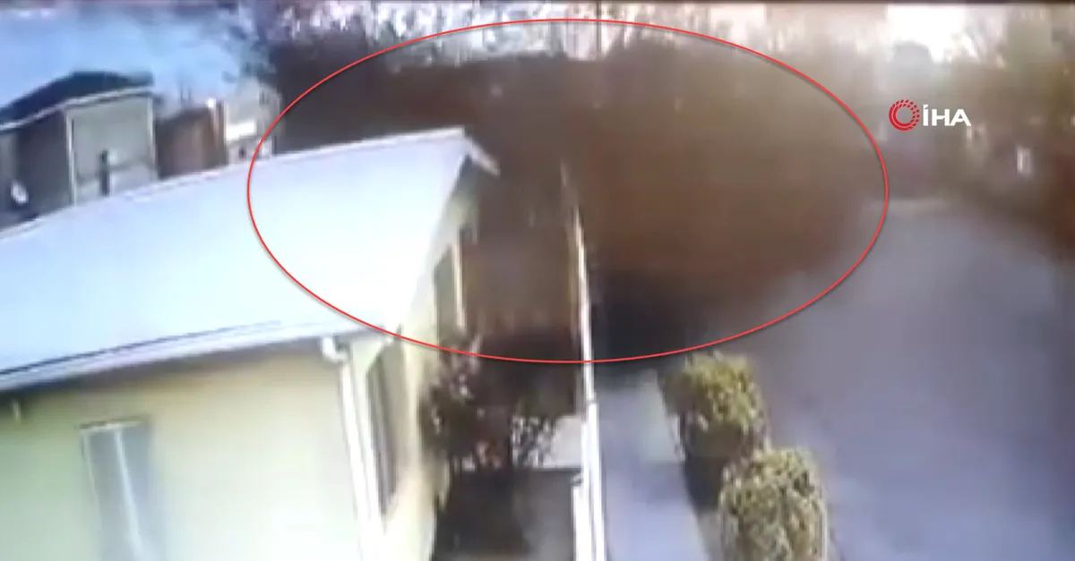 Görenleri şoke eden olay! Kuş sürüsü aniden yere çakıldı