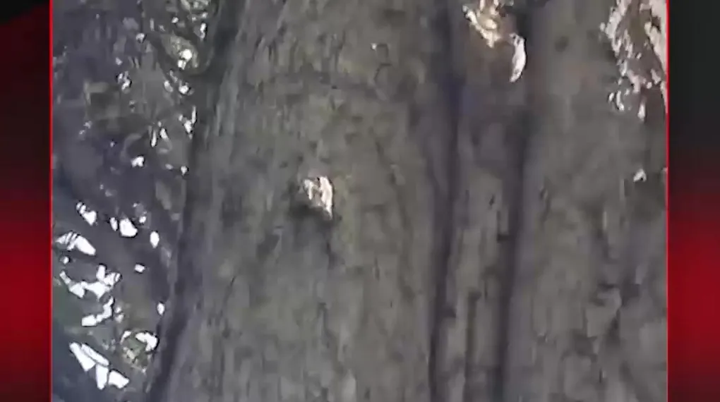 SİNCAPLARIN KAVGASI İŞİNE YARADI
