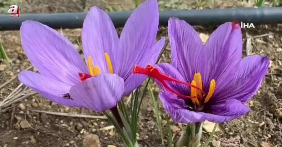 Soğuk hava dünyanın erken çiçek açtırdı
