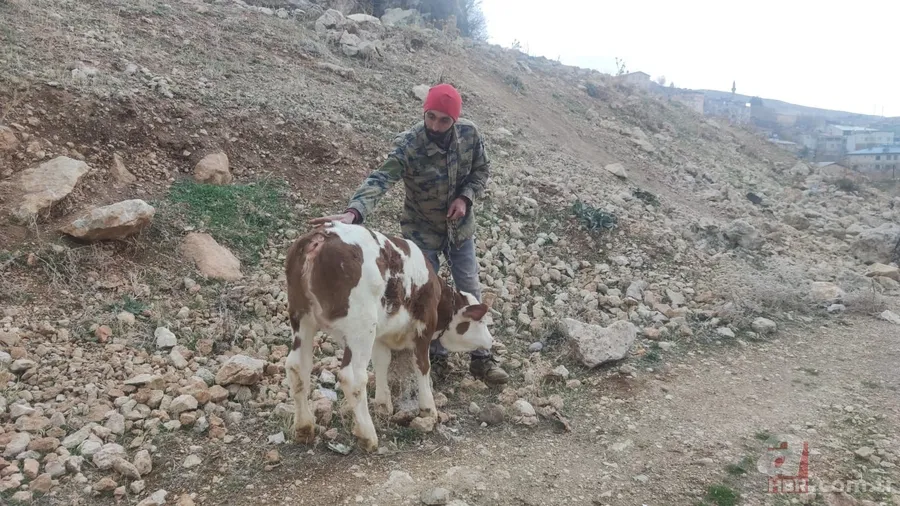 Görüntüler Afyonkarahisar’dan! Buzağıyı görünce büyük şok yaşadı... Gören şaştı kaldı 9