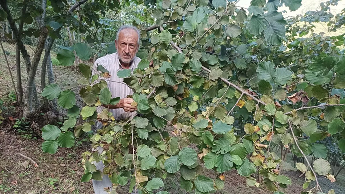 Giresunlu fındık üreticisinin umudu serbest piyasa