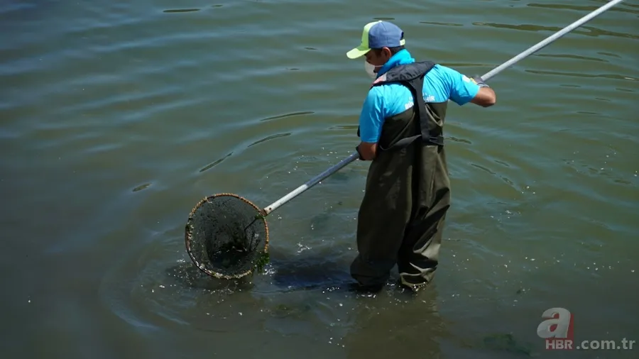 İstanbul'da büyük skandal ve acı veren görüntüler! Küçükçekmece'deki balık ölümlerinin nedeni ne? 3