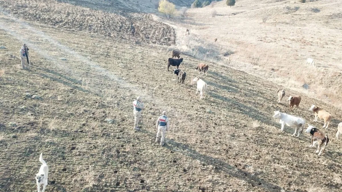 Refahiye'de kaybolan hayvanlar bulunarak sahibine teslim edildi