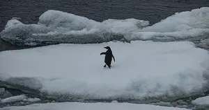 Antarktika’da bir ilk gerçekleşti