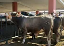 Kurban Bayramında hayvan sıkıntısı yaşanmayacak