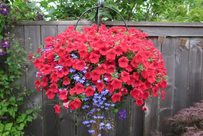 Yaşlanmaya meydan okuyor! Gençliğin sırrı bu bitkide...