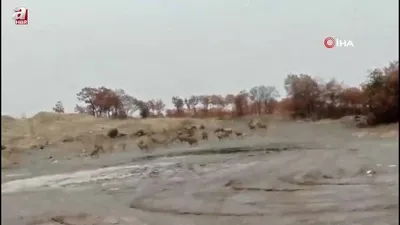 Dağ keçisi sürüsü böyle görüntülendi