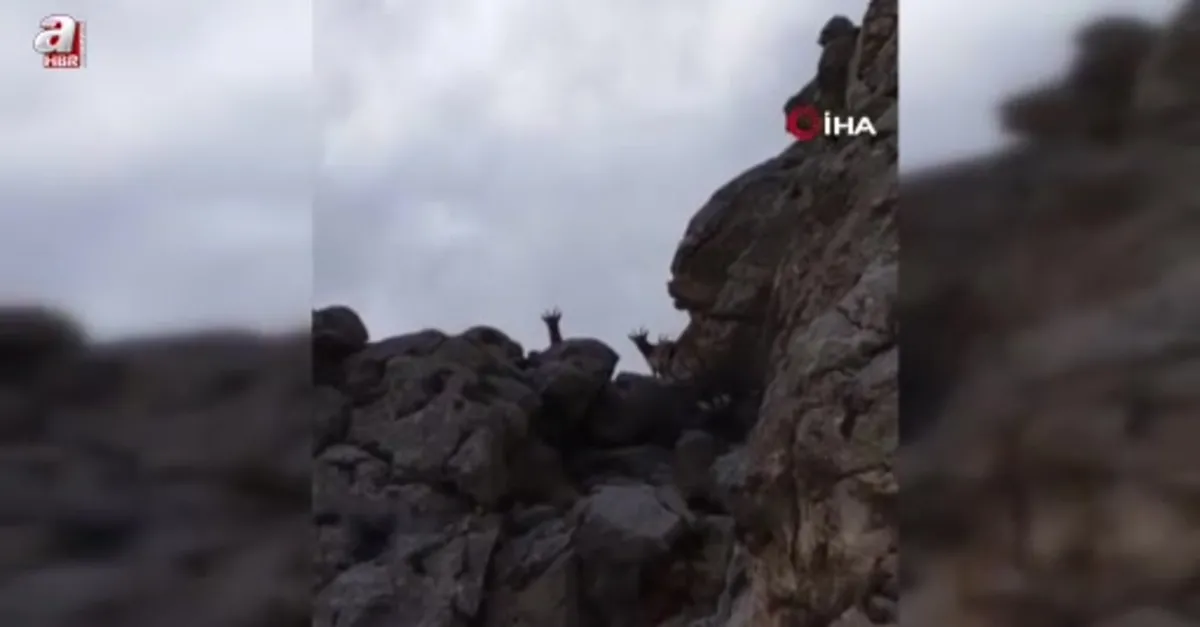 Dağların eşsiz tırmanıcıları kamerada