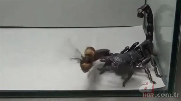 Kurt sürüsü köpeğe böyle saldırdı! Sahibi… 22