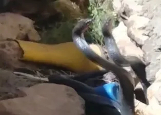 Yılanların videosunu çekerken ölümden döndüler! O anlar kamerada