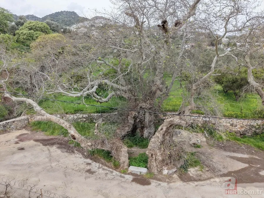 Bodrum'da 2 bin yıllık çınar ağacı bulundu 5