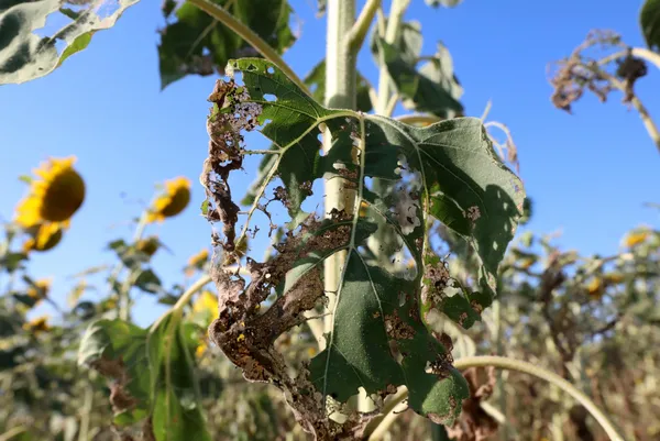 trakyada-tirtil-istilasinda-yeni-gelisme-mucadelede-sona-dogru-1658469939680.jpg Trakya’da tırtıl istilasında yeni gelişme! Mücadelede sona doğru