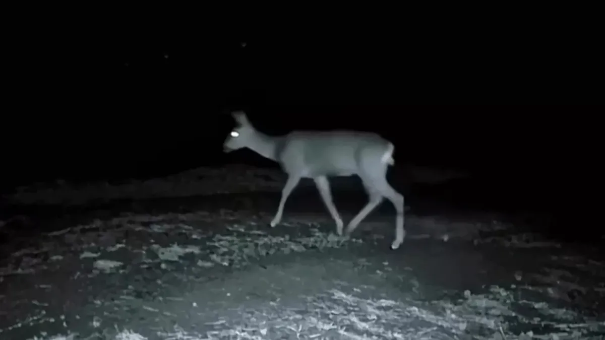 Tekirdağ'da 3 karaca fotokapanla görüntülendi