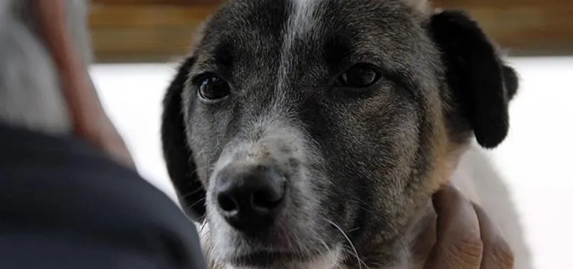 Köpeğini döven kişiye ibretlik ceza