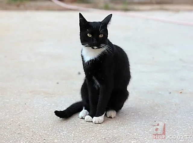 Kayıp Kedinin 9 Yıllık Gizemi Çözüldü: Sahte Kimlikle Yaşıyormuş! 4