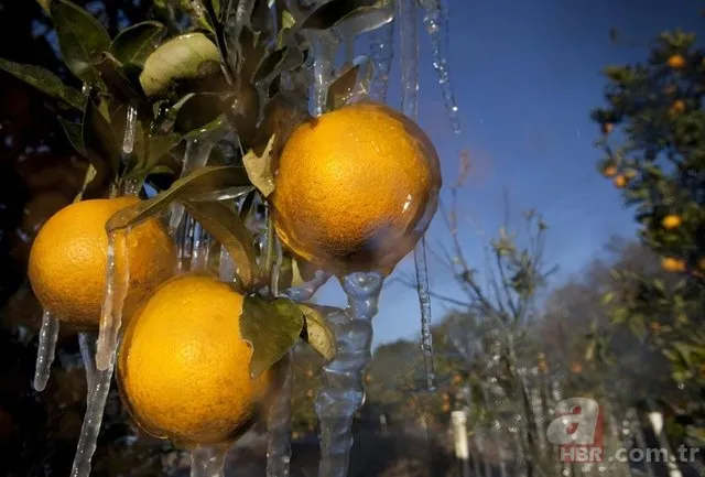 Kış hastalıklarından koruyan besinler 18