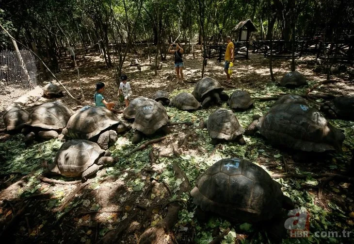 Dev kaplumbağaların yuvası: Changuu Adası