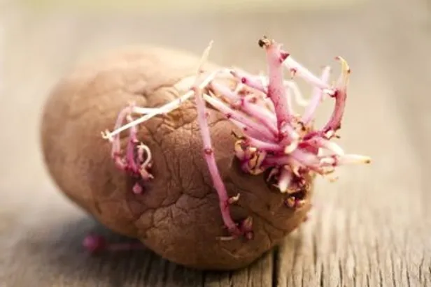 patates-boyle-gorunuyorsa-sakin-mutfaginiza-sokmayin-megerse-1708249252694.jpg Patates böyle görünüyorsa sakın mutfağınıza sokmayın! Meğerse... - 1