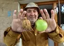 Görenler hayrete düştü! Elma büyüklüğünde...