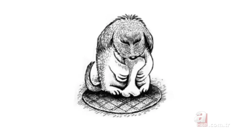 Zeka testi: Fotoğraftaki köpek nerede? 579 kişiden 5'i buldu 6