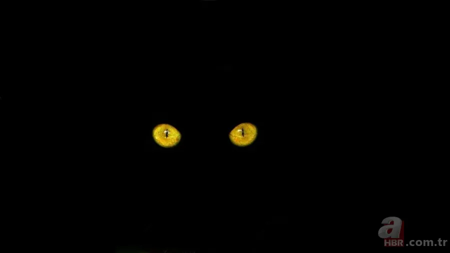 Kediler ve psikolojik etkiler: Şizofreni riskini artırabilir mi? 2