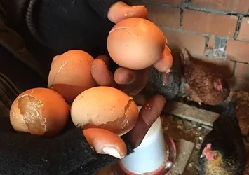 "Yumurtaları donduran" soğuk hava yaşamı olumsuz etkiliyor