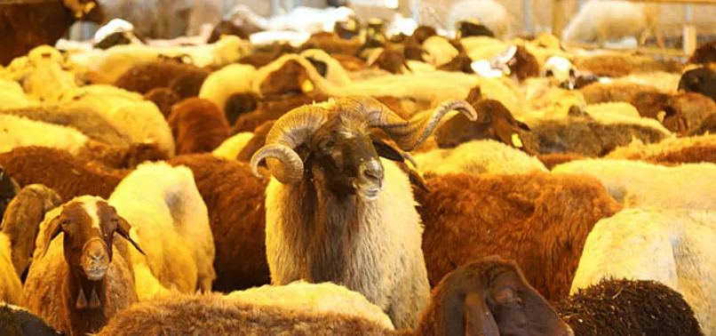 Diyanet: Kurban eti nasıl dağıtılır? Kurban eti kimlere verilir, kimlere verilmez? Kurban eti dağıtımı nasıl olmalı?