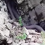 O ilimizde görüldü! Türkiyenin en büyük ve en zehirli ölümcül yılanı