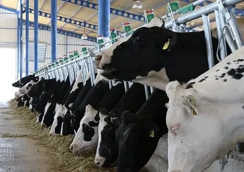 Türkiye hayvancılıkta Avrupa'nın lideri oldu! İspanya ve Yunanistan'ı 3'e katladık