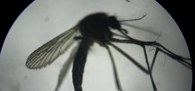 Ege ve Akdeniz için sivrisinek uyarısı