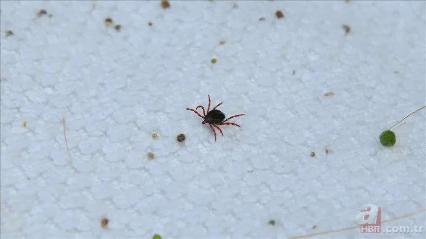 Hızla artıyor! Koronavirüsten daha ölümcül! Kırım Kongo Kanamalı Ateşi (KKKA) hastalığı nedir? Belirtileri neler? 15