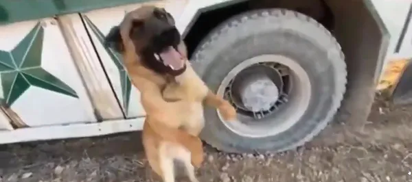 Son dakika: Barış Pınarı bölgesinde facia önlendi! Bomba arama köpekleri 30 kilo patlayıcı buldu