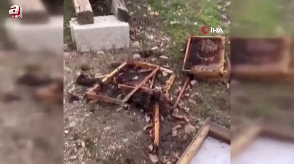 Tunceli'de ayı 20 kovanı parçaladı