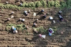 Tarlada 30 manavda 70 TL!