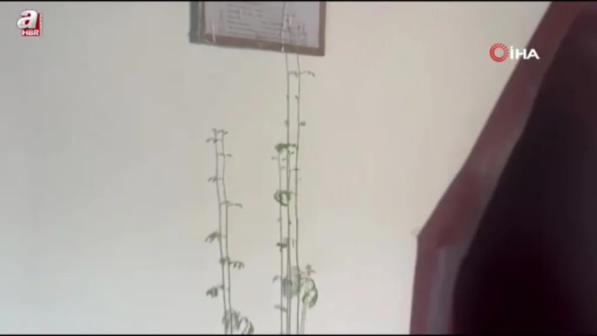 Diyarbakır'da bir caminin mihrap kısmındaki duvardan çıkan bitkinin yaprakları yeşerdi