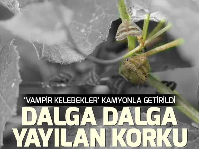 ‘Vampir kelebek’ İstanbulda