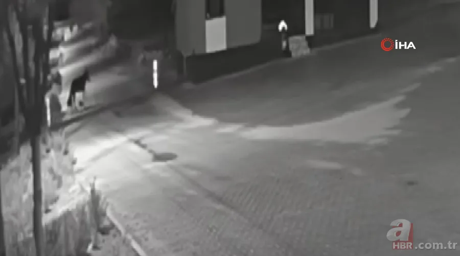 Kurt sürüsü sokak ortasında saldırıp paramparça etti! İşte korkunç anlar 18