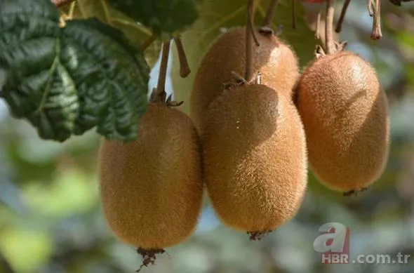 Türkiye'de hangi meyveden ne kadar üretiliyor? 15