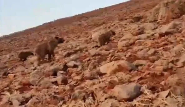 Ölümcül karşılaşma! Saldırgan ayılar ile kangallar karşı karşıya