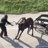 Bursada yürekleri yakan olay! Yükü çekemeyen atı insafsızca kırbaçladı