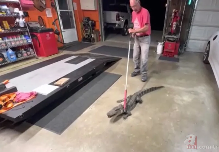 Herkes uyurken köpek kapısından girdi! Ayağıyla ağzına basıp etkisiz hale getirdi 7