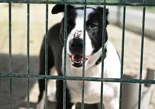 Afyon'da vahşet! Köpek işkence edilerek öldürüldü