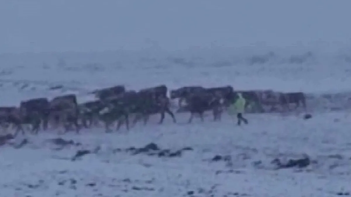 Ardahan'da ahırın çatısı çöktü: 1 hayvan telef oldu 2'si yaralandı