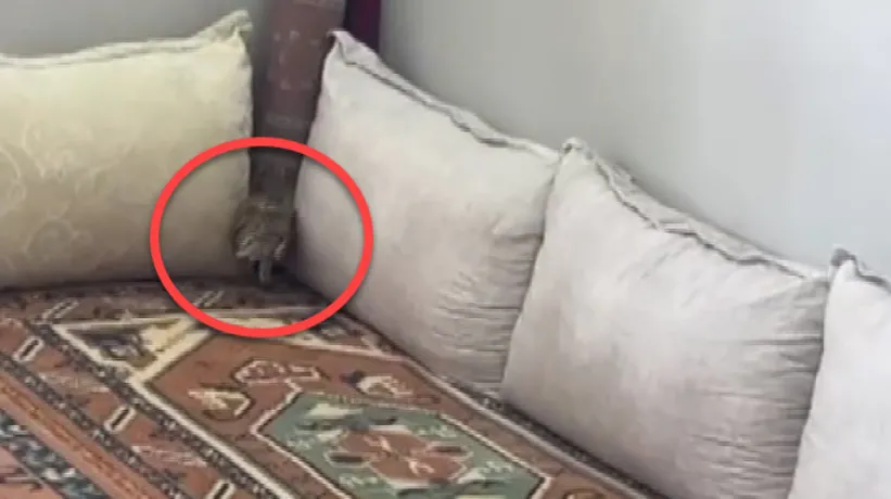 Sıcaktan bunalıp eve sığındı! Nesli tehlikede...