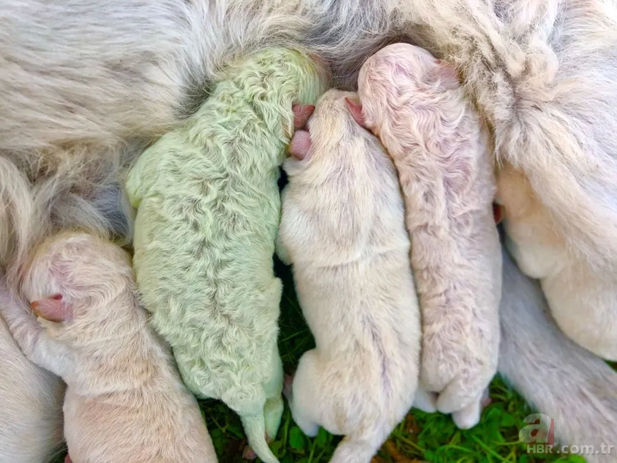 Yeşil olarak dünyaya geldi! Hemen fenomen oldu... 2