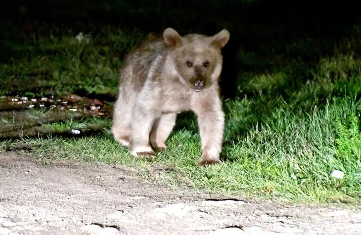 لقد هبطوا في وسط المدينة! تسلق جدران البيوت ...