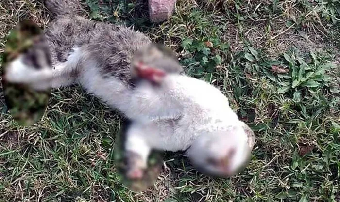 Bolu’da dehşet! İki kedi katledildi - 2