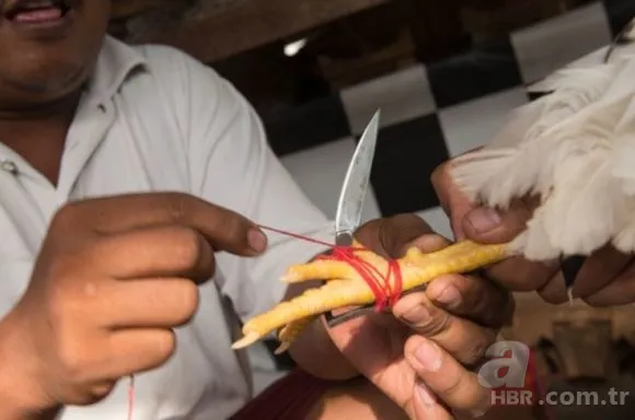 Son dakika: Baskına giden polisi horoz öldürdü! Akılalmaz olay... 5