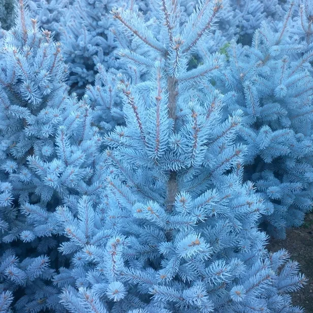 2024 TYT Ladin nerede yetişir sorusunun cevabı ne? 2024 YKS ilk oturumu olan Temel Yeterlilik Testi soru cevapları