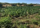 Zehir ticaretine büyük darbe!